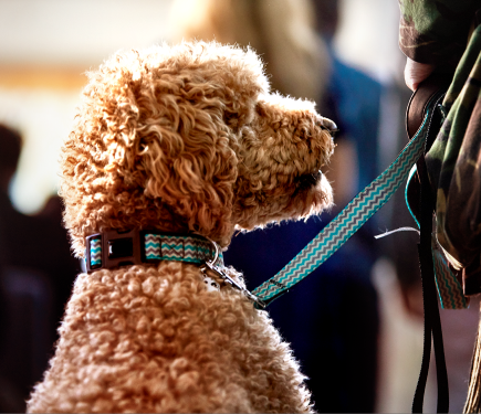 Bowra & O'Dea hold pet friendly funeral ceremonies