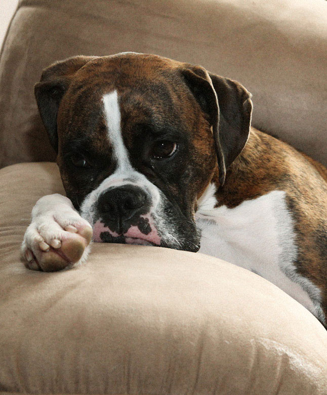 Bowra & O'Dea offers pet friendly funeral services in Perth